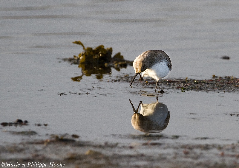 Becasseau variable 4878_wm.jpg - Bécasseau variable - Dunlin - Calidris alpina(Bretagne, France, janvier 2011)